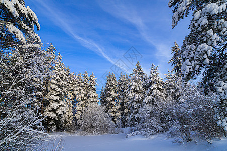 森林的冬季风景是雪的 关于冬天的文章 笑声季节太阳天空降雪场景仙境公园蓝色阳光木头图片