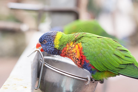 彩虹彩虹彩衣 干净羽毛和食用饲料绿色鹦鹉动物群植物园热带宠物蓝色拥抱栖息地鸟类图片