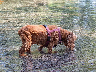 狗饲养英国鸡鸡 Spaniel 在池塘i游泳图片