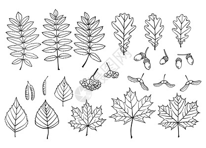 配有叶子 浆果和橡树 手画秋天矢量插图图片