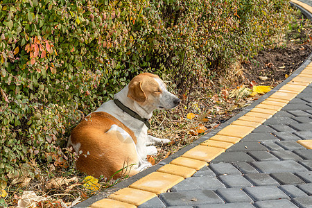 大狗在公园的徒步道旁边躺着图片