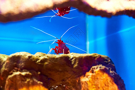 海虾在水族馆里 水下世界的居民们生活情调宏观潜水甲壳动物海洋岩石荒野贝壳图片