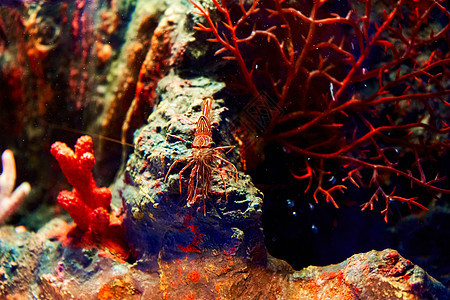 海虾在水族馆里 水下世界的居民们海洋热带贝类岩石天线动物野生动物异国生物蓝色图片