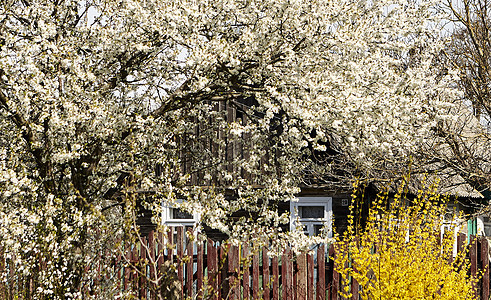 村里的鲜花树木 开花花园中的农村住房图片