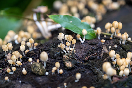 在雨季 在树干上有选择地将小黄野生蘑菇的焦点集中在树干上图片