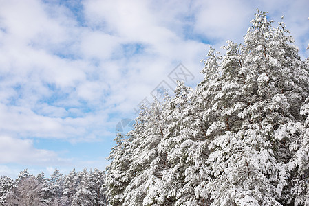 美丽的寒冬森林 厚密的薄毛雪层图片