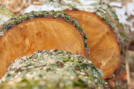 Birch木柴 这些木柴被定在壁炉上 在那里他们会以发热和亮光的形式 释放出另一种美的植物桦木圆圈日志材料木头木材团体花园柴堆风图片