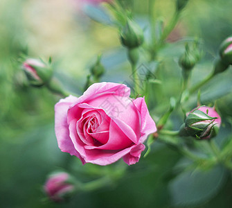 厄瓜多尔玫瑰花园美丽的高清图片