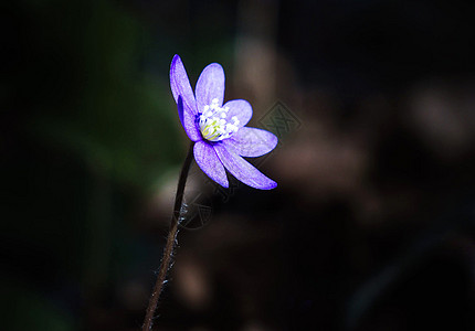 弗洛雷斯艺术花卉摄影高清图片
