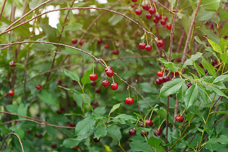 在树枝上的成熟樱桃 樱桃挂在樱桃树的树枝上 花园里的樱桃树 选择性焦点图片