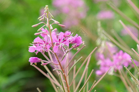 柳树香草的粉红色花朵伊万茶 在夏日田绿草中放火图片