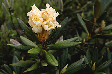 粉红色的花朵和罗多登登龙之花公园植物植物群旅行园艺粉色叶子花园植物学衬套图片