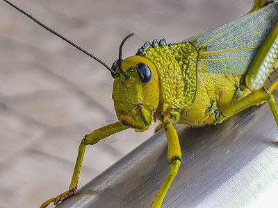 巨型绿坐在墨西哥的栏杆上翅膀捕食者荒野直翅目野生动物叶子蟋蟀平衡宏观昆虫学图片