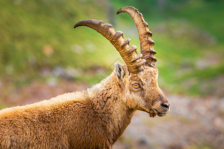 Ibex 野生动物和山地动物区系 意大利大帕拉迪索阿尔卑斯山 意大利荒野山羊野外动物保护哺乳动物摄影保护区文化寂寞地标图片