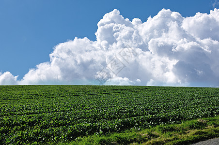 春时康菲尔德 春天农地很多空间复制场地环境国家草地晴天天空孤独农场蓝色风景图片