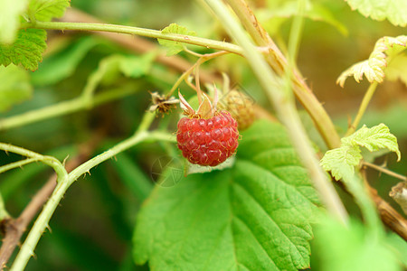 新鲜有机树莓密闭口 夏季在草莓灌木上收获新丰收图片