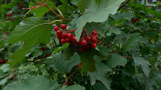 被绿色树叶包围的红生莓植物群花园水果药品衬套绘画叶子灌木荚蒾花瓣图片