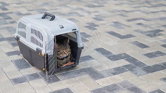 灰猫在人行道户外的载体里享受朋友保健路面毛皮运输塑料猫科城市宠物图片