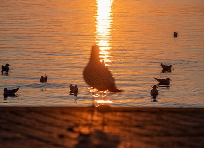 海鸥在湖上游泳天空动物学鸟类荒野圆圈动物太阳海洋海岸线池塘图片