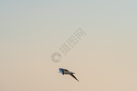 海鸥飞越奥赫里德湖上空蓝色自由羽毛猎物尾巴海洋飞行鸟类动物墙纸图片