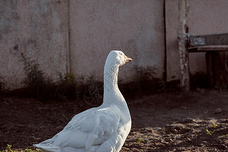 白鹅喜欢在花园里散步 家禽鹅 鹅场 鹅窝季节水禽鸭子羽毛农业翅膀男性草地橙子野生动物图片