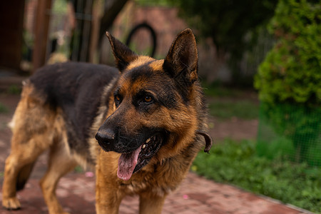 笑狗 张开大嘴 快乐的宠物 最好的朋友眼睛猎犬毛皮伴侣哺乳动物狗嘴狗牙狗粮乐趣朋友图片