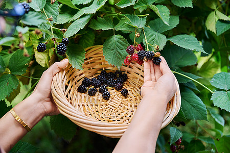 从灌木中摘熟熟熟的黑莓手 捡到篮子 收获浆果图片