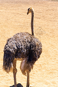 沙漠中的奥斯特里希 在沙地背景上棕色动物荒野野生动物农业地面公园养殖场脖子地球图片
