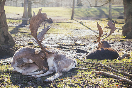 丹麦春林的鹿牧群图片