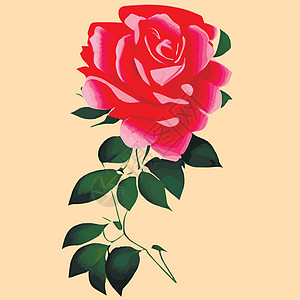 装饰花朵的玫瑰花和花蕾 为您设计的鲜花矢量盛放 婚礼请柬的装饰绘画打印花束艺术新娘插图古董叶子花瓣玫瑰图片