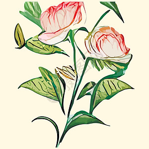 配有彩色花朵的古卡 矢量插图 美丽的热带植物在蜜蜂背景上的花束叶子花园艺术花卉草图问候语园林牡丹笔记本作品图片
