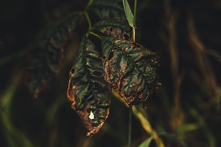 从树上慢慢垂死的叶子花园植物群树叶自然森林枯叶落叶环境宏观植物图片