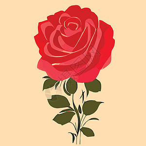 装饰花朵的玫瑰花和花蕾 为您设计的鲜花矢量盛放 婚礼请柬的装饰玫瑰花束衬套针线活叶子包装纸叶状植物插图新娘图片