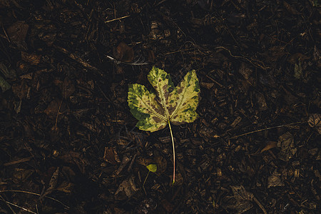 从树上慢慢垂死的叶子枯叶植物季节自然宏观树叶花园森林环境落叶图片