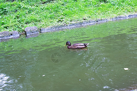 夏天在水池岸上鸭子水库家禽公园海滩支撑农场海岸动物羽毛蓝色图片