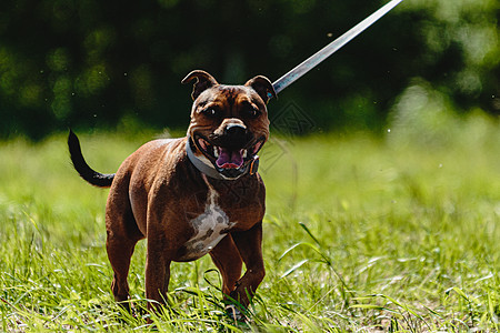 狗赛车比赛绿地上的斗牛场阳光运动课程猎犬公园活力花园场地速度衬衫图片
