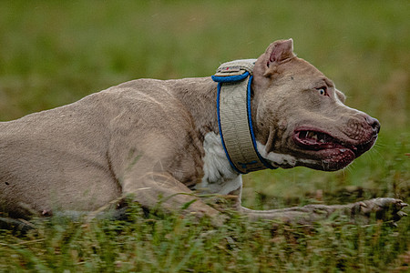 半身在野外的腐压和赛马比赛中猎犬运动衬衫场地花园速度动物赛车晴天阳光图片