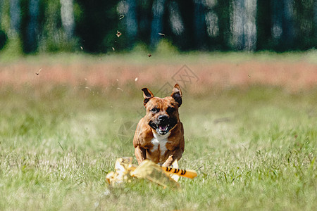 公牛田捷跑得很快 在赛狗比赛中追逐横越绿地的诱饵晴天猎犬动物运动课程活力训练乐趣哺乳动物速度图片