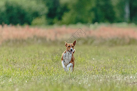 巴森吉狗在赛狗比赛中 直接冲向摄像头时从地上跳下速度活力动物哺乳动物竞赛晴天公园猎犬阳光花园图片