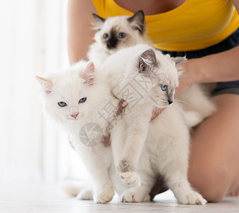 女孩有小猫的破布娃娃孩子们家庭猫咪毛皮蓝色眼睛白色地面爪子女士图片