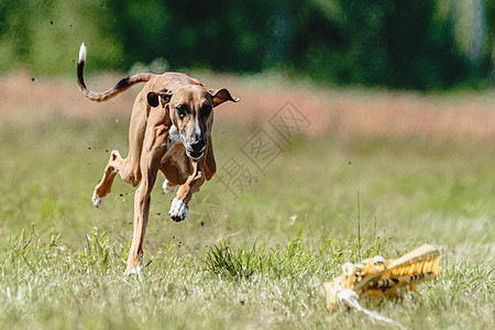 阿扎瓦赫狗在赛狗比赛中从地上跳下 直接冲向摄像头速度公园衬衫课程草地竞赛花园猎犬训练运动图片