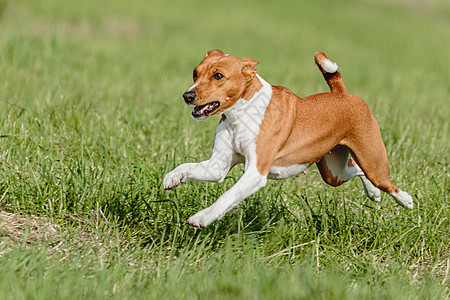 狗跑户外猎犬高清图片