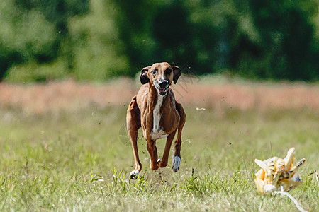 阿扎瓦赫狗在赛狗比赛中从地上跳下 直接冲向摄像头哺乳动物好奇心课程衬衫花园公园草地赛车训练乐趣图片