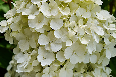 美丽白色的花朵紧紧贴上图片