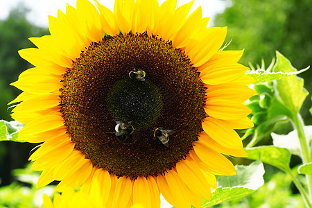 黑黄两条蜜蜂 蜜蜂 授粉向日葵都紧闭了花园花瓣蜂蜜昆虫花蜜植物学晴天叶子宏观植物群图片