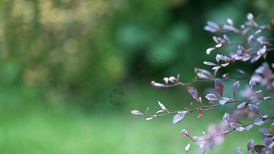 绿色树叶背景上灌木丛的紫枝 自然背景图片