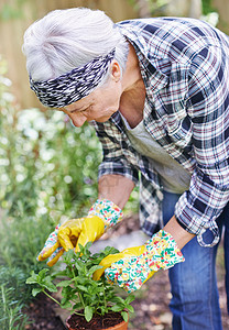 孕育新的生活 一个快乐的老妇人在后院园艺图片