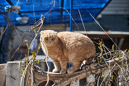 一只红猫 脸吓怕的红猫爬在栅栏上农场宠物眼睛橙子动物荒野花园猫咪爪子流浪图片