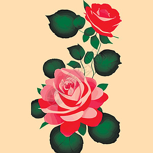 装饰花朵的玫瑰花和花蕾 为您设计的鲜花矢量盛放 婚礼请柬的装饰花束玫瑰花圈花瓣植物织物明信片叶子插图艺术图片