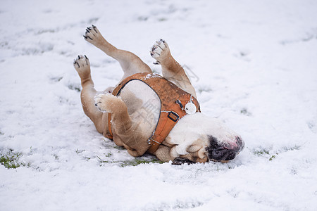 红色英国红英牛犬在阳光明媚的日子里 在雪上散步时足迹宠物斗牛犬场景哺乳动物犬类棕色朋友图片